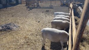 ✅️ Менее 1% отходов сена при кормлении овец Дорпер, Лучшее решение, кормовой стол