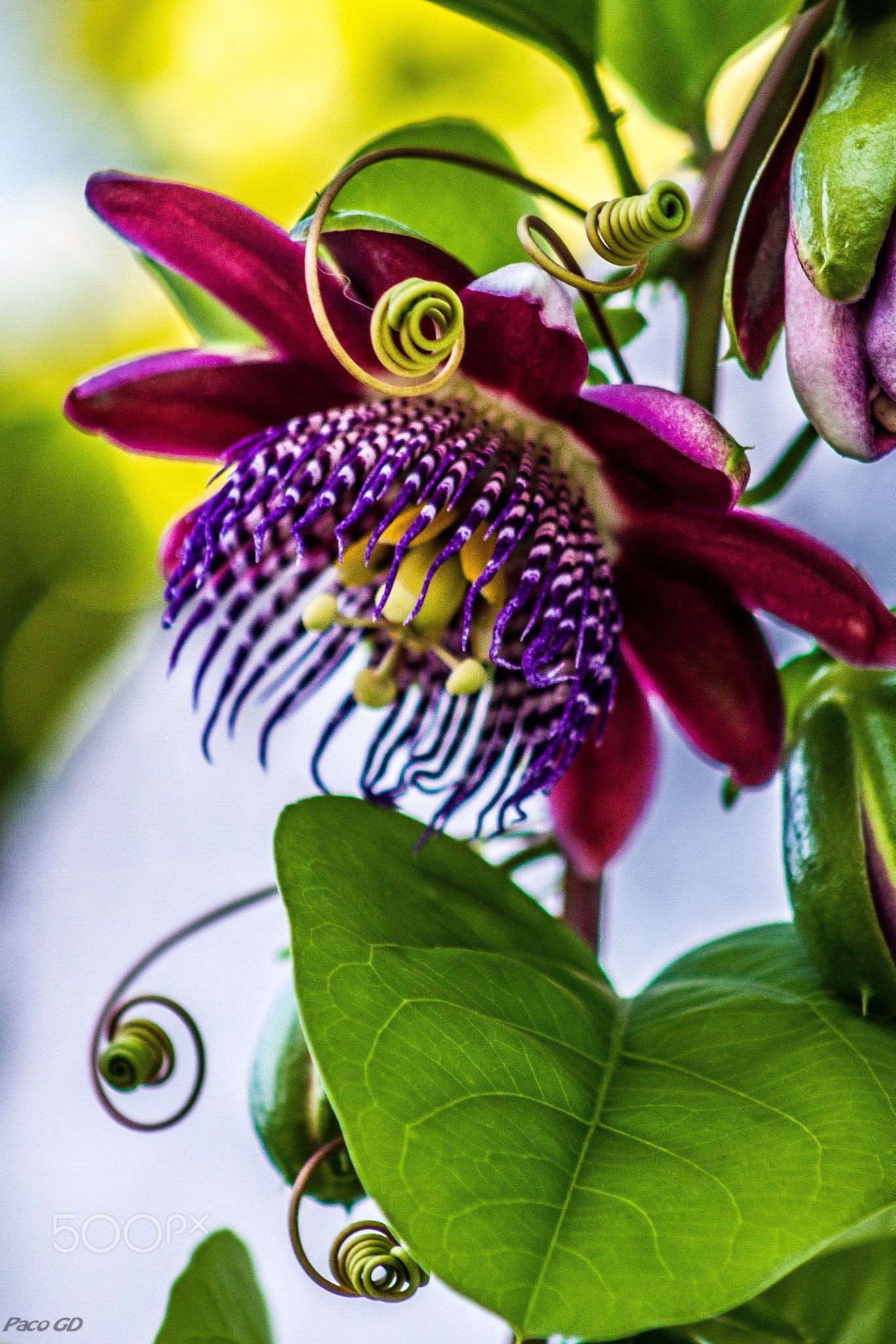 Удивительные красивые растения. Страстоцвет (Passiflora). Пассифлора гибридная Уайт. Пассифлора или страстоцвет. Пассифлора Винтерленд.