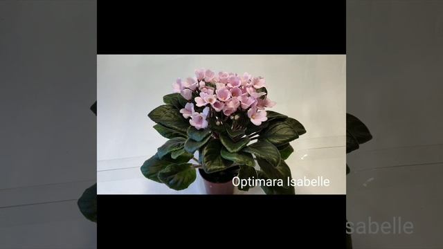 Optimara Ever love, Optimara Isabelle, Optimara Anabelle. смотреть онлайн