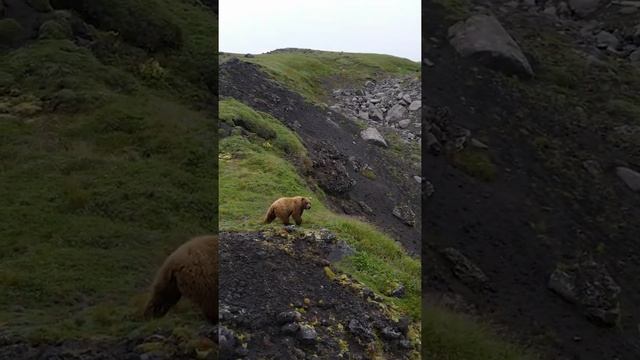 Бурый медведь - царь тундры? Brown #bear #shorts