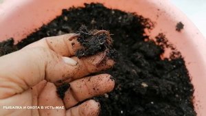 СУПЕР РЕЗУЛЬТАТ!!! КАЛИФОРНИЙСКИЙ ЧЕРВЬ УВЕЛИЧИЛСЯ В СТО РАЗ!!!