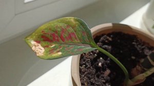 Аглаонемы. что не так?