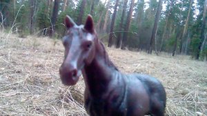 История Темной Звезды . История на конкурс Мэри Морган .