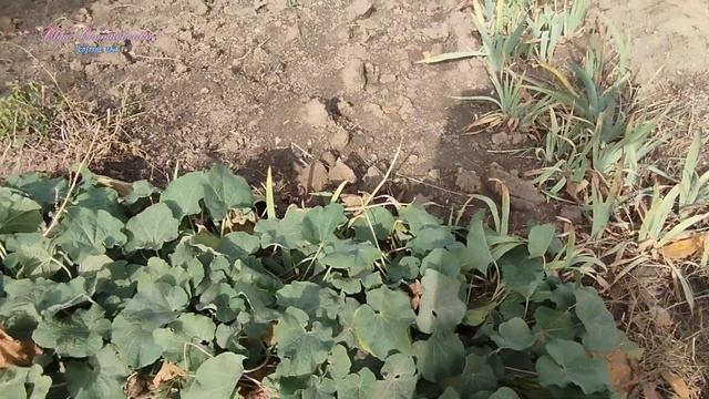 Не сидиться нам Самі собі шукаємо роботу смотреть онлайн