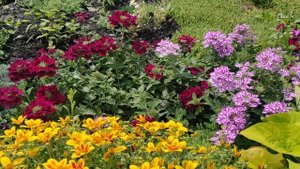 Вы его точно полюбите! БИДЕНС украсит ваш цветник.