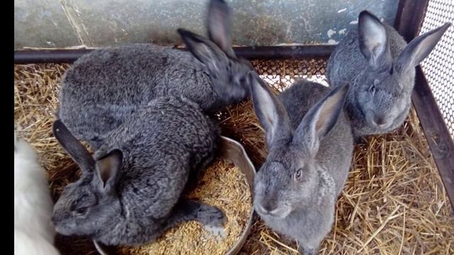 Можно ли кормить кроликов ячменем смотреть онлайн