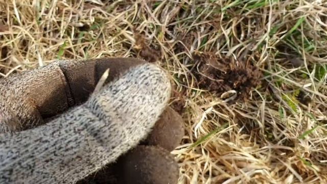Пятидневный коп в Новгородской губернии: день 4 - день рекордов (КОП с Интроник)