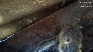 5 ПРОБЛЕМ В СОДЕРЖАНИИ И РАЗВЕДЕНИИ НУТРИЙ.