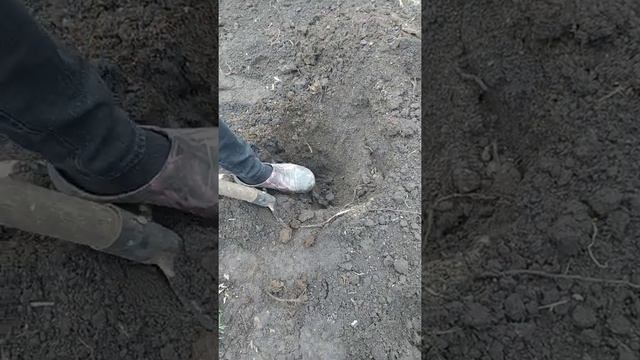 Роза Черный принц Агромаркет отзыв смотреть онлайн