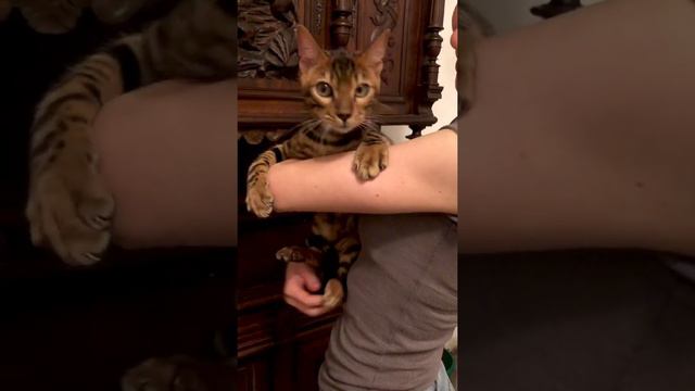 Бенгальский котёнок. Бенгальский котик. Продаётся бенгальский котёнок. Купить Бенгала