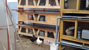 Купила новые клетки для кроликов!
