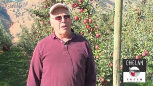 Braeburn Apple harvest in Washington State