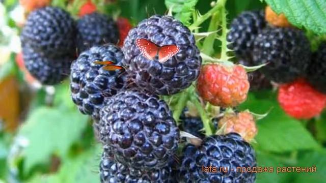 Малина черноплодная Бристоль ? обзор: как сажать, саженцы малины Бристоль смотреть онлайн