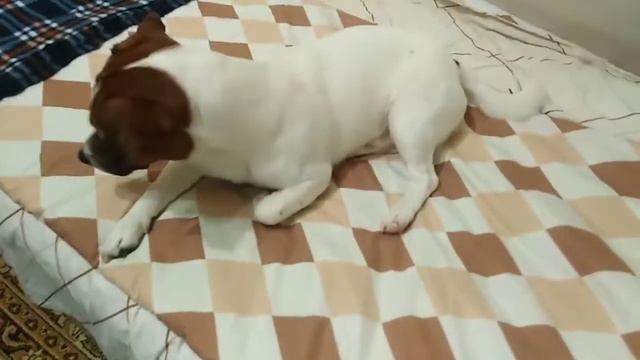 Плед, смузи, манговый сок, день с Кузей, рандомностей влог | aleks Egorov смотреть онлайн