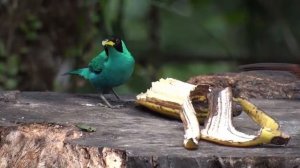 Tanagers, Honeycreeper, Euphonia