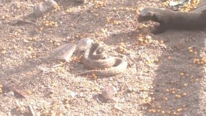 Зрелищный Бой Мангуста Против Гремучей