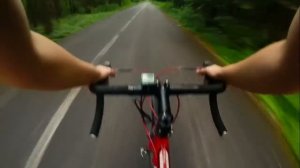 Бумажная просека. Лосиный остров. Шоссейник. Лось.