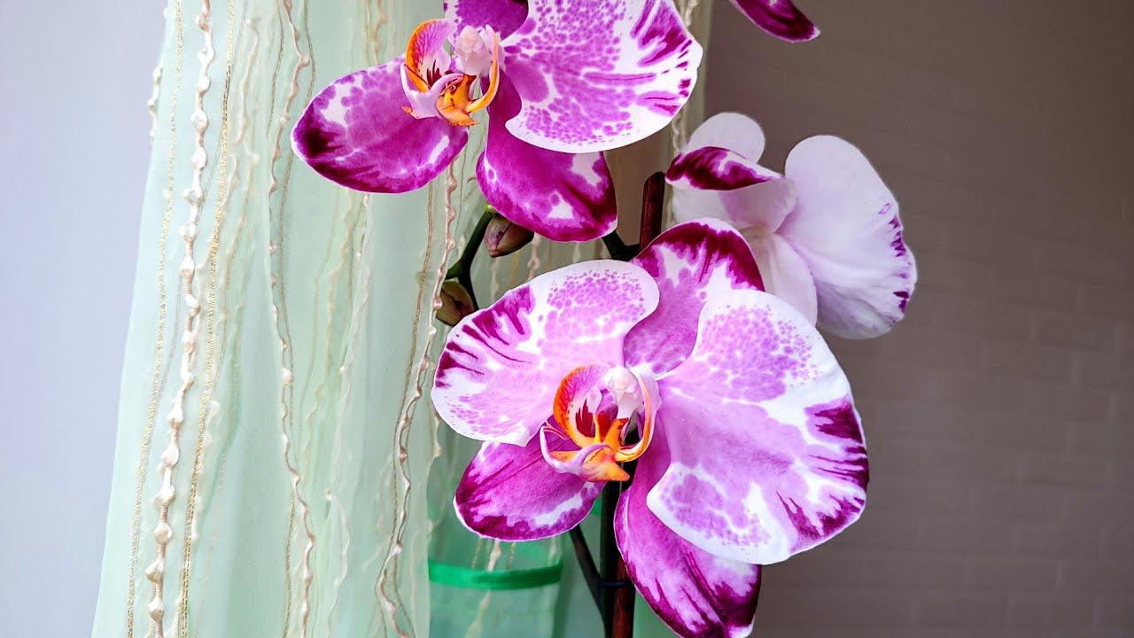 Вы видели такую роскошь? смотреть онлайн