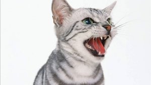 Кошачий язык или что говорит кошка