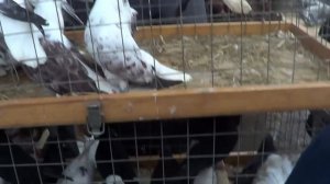 02,03,24 СБОРНАЯ ЯРМАРКА ГОЛУБЕЙ. БРОННИЦЫ. часть 2