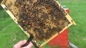 Срочное расширение пчёл перед главным медосбором!