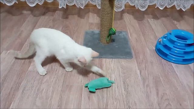 Котенок играет с мышкой смотреть онлайн