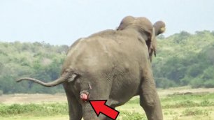 Мужчина думал что этот слон просто стоит на месте! Но посмотрев в бинокль он оторопел от увиденного!