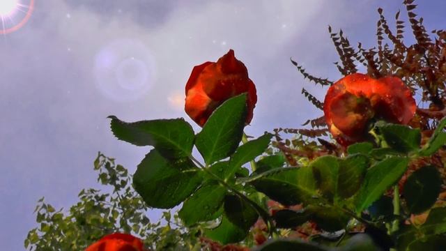 Вся наша Жизнь, её окрас есть отражение НамЕрений. Насколько с Волей Божьей ты Сейчас... смотреть онлайн