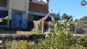 Жираф Соня на прогулке в Ленинградском зоопарке