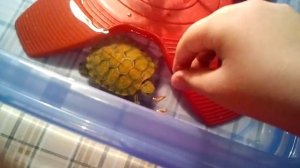 Содержание и уход за красноухими черепашками!!