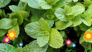 Мята перечная Мхито. Краткий обзор, описание характеристик мentha piperita Mojito