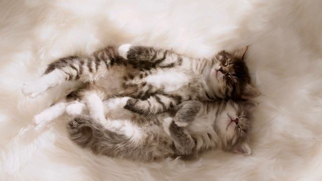 Кототерапия. 3-минутная медитация для быстрой релаксации. Медитация - антидепрессант. смотреть онлайн