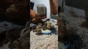 Бентамка наседка с цыплятами.