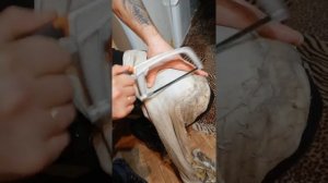 Лёгкий способ выделки рыси.