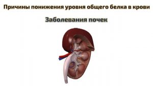 общий белок в крови понижен что это значит