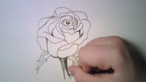 Как научиться рисовать розу