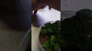 укоренились черенки фуксий в вермикулите