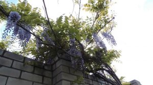 Выращивание глицинии