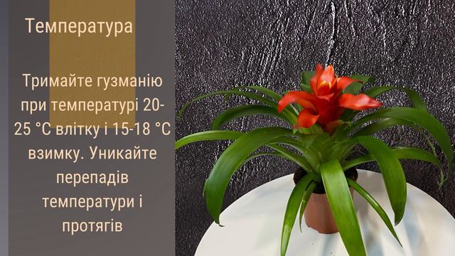 Гузманія  🌹🪴🌺   Секрети догляду за кімнатною красунею! \ догляд за рослинами \ кімнатні рослини