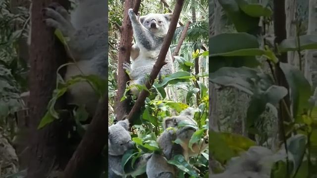 koala, bear video#wildlife animal #shorts