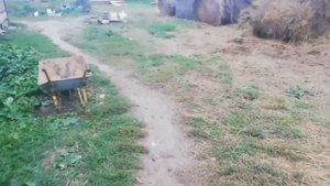 чем же лечить поросят от отравления?