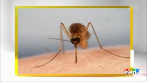 Кого кусают комары? Жить здорово! Фрагмент выпуска от 16.06.2020