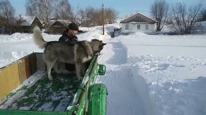 Хаски Сэм катается на телеге. Собаки как дети))   #хаски,#смешныеживлтные,#собаки.