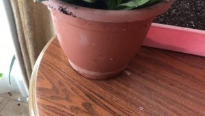 Оздоровление Сансевиерии Ханни. Пересадка Оксалиса (кислица).