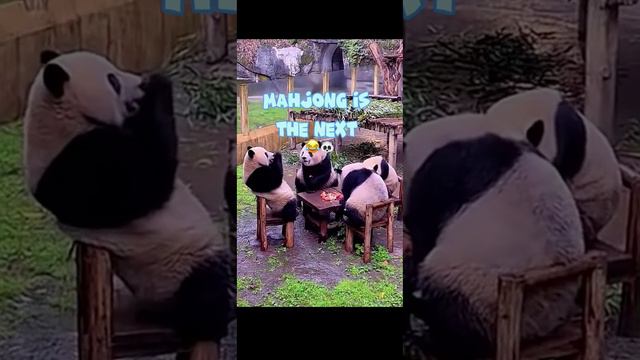 may be intelligent enough to play Mahjong 🐼😂 #funnypanda #pandaeat #funnyanimals #gdaypanda C