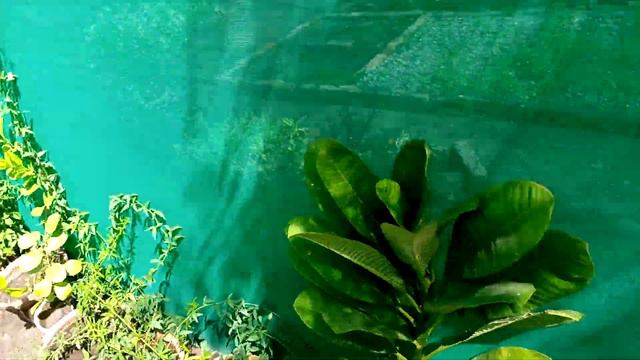 Visit A Hyderabad Nursery смотреть онлайн