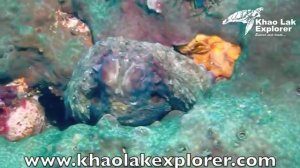 Similan islands Liveaboards with Khao Lak Explorer