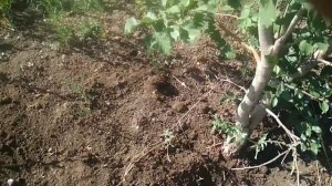 Приспособление для корчевания деревьев
