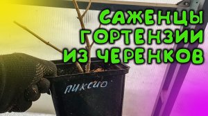 КАК ВЫРАСТИТЬ ЦВЕТУЩИЕ САЖЕНЦЫ МЕТЕЛЬЧАТОЙ ГОРТЕНЗИИ ЗА ОДНО ЛЕТО / РАЗМНОЖЕНИЕ ГОРТЕНЗИИ