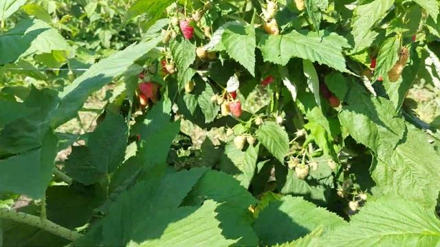 Прималба – новый ранний ремонтантный сорт малины смотреть онлайн